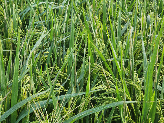 혹명나방 피해 사진 (2).jpg