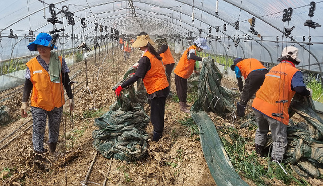 2_2일_충남_논산시_가야곡면의_한_비닐하우스에서_봉사자들이_수해_복구를_하고_있다_.jpg